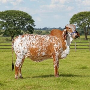 ESTRELLA ADV MERMELADA T.E.