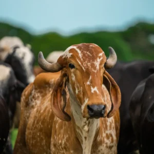 Producto con varios tipos de inversión