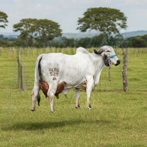 URBANA FIV RV MONTE AZUL