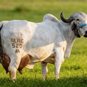 JASPA FIV ALAMBARI